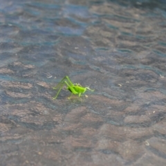 Caedicia simplex at Wamboin, NSW - 29 Jan 2018