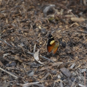 Vanessa itea at Wamboin, NSW - 29 Jan 2018 04:51 PM