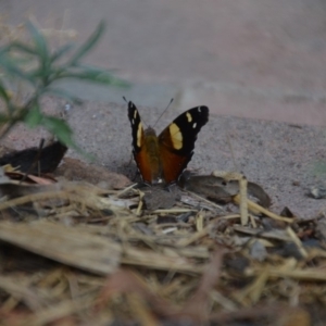 Vanessa itea at Wamboin, NSW - 29 Jan 2018