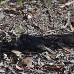 Aegotheles cristatus at Wamboin, NSW - 21 Nov 2017 07:40 PM