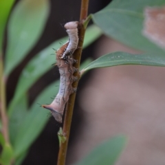 Neola semiaurata (Wattle Notodontid Moth) at QPRC LGA - 8 Jan 2018 by natureguy