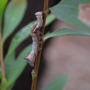 Neola semiaurata at Wamboin, NSW - 8 Jan 2018 11:38 AM