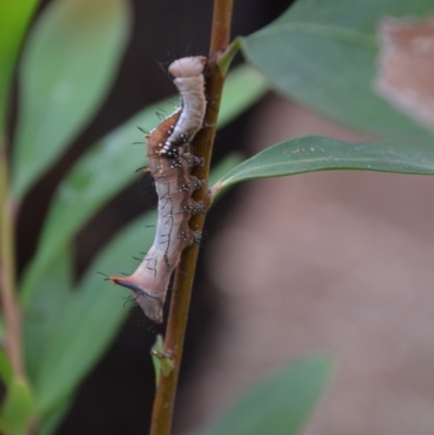 Neola semiaurata (Wattle Notodontid Moth) at QPRC LGA - 8 Jan 2018 by natureguy