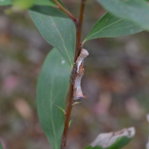 Neola semiaurata at Wamboin, NSW - 8 Jan 2018 11:38 AM