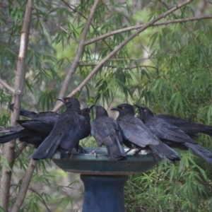 Corcorax melanorhamphos at Wamboin, NSW - 19 Jan 2018 07:37 PM