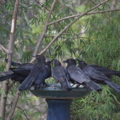 Corcorax melanorhamphos (White-winged Chough) at Wamboin, NSW - 19 Jan 2018 by natureguy