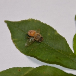 Apis mellifera at Wamboin, NSW - 20 Jan 2018 07:18 PM