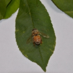 Apis mellifera at Wamboin, NSW - 20 Jan 2018 07:18 PM