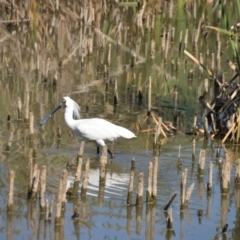 Platalea regia (Royal Spoonbill) at Fyshwick, ACT - 25 Jan 2018 by natureguy