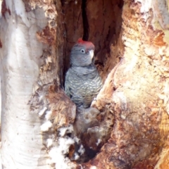 Callocephalon fimbriatum (Gang-gang Cockatoo) at Red Hill Nature Reserve - 2 Mar 2018 by JackyF