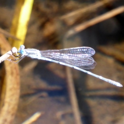 Austrolestes leda (Wandering Ringtail) at Red Hill Nature Reserve - 2 Mar 2018 by JackyF