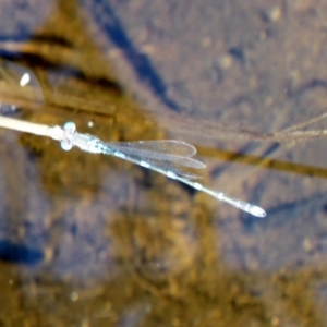 Austrolestes leda at Deakin, ACT - 3 Mar 2018