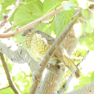 Ptilonorhynchus violaceus (Satin Bowerbird) at Hughes, ACT - 3 Mar 2018 by JackyF