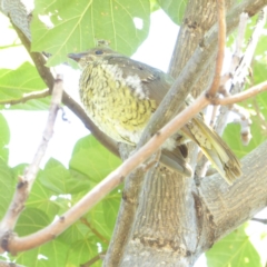 Ptilonorhynchus violaceus at Hughes, ACT - 3 Mar 2018 11:59 AM