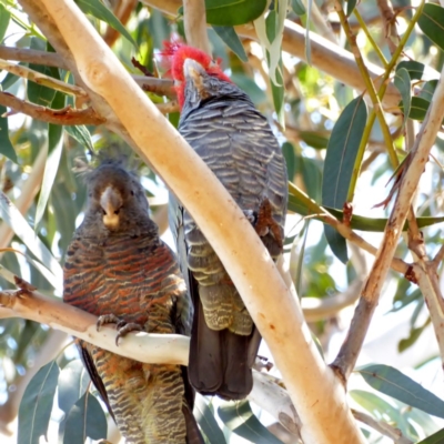 Callocephalon fimbriatum (Gang-gang Cockatoo) at Hughes, ACT - 3 Mar 2018 by JackyF