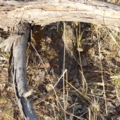 Pogona barbata (Eastern Bearded Dragon) at Red Hill to Yarralumla Creek - 9 Nov 2017 by JackyF