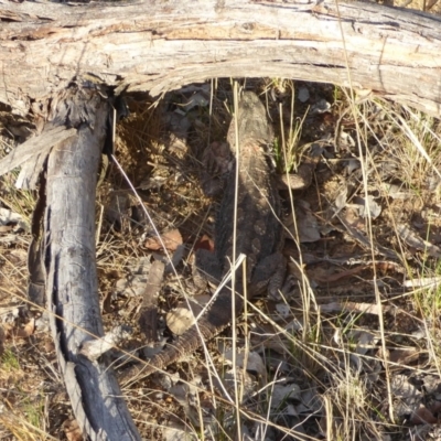 Pogona barbata (Eastern Bearded Dragon) at Hughes Grassy Woodland - 9 Nov 2017 by JackyF