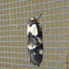 Palimmeces leucopelta at Conder, ACT - 18 Feb 2018