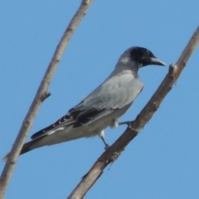 Coracina novaehollandiae (Black-faced Cuckooshrike) at Molonglo Valley, ACT - 18 Feb 2018 by MichaelBedingfield