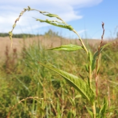 Persicaria hydropiper (Water Pepper) at Molonglo Valley, ACT - 18 Feb 2018 by michaelb