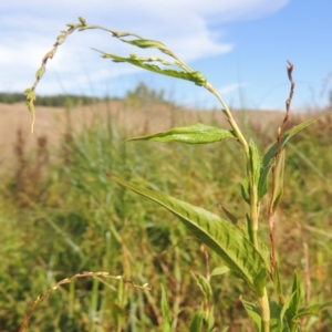 Persicaria hydropiper at Molonglo River Reserve - 18 Feb 2018