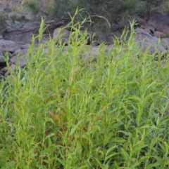 Persicaria hydropiper (Water Pepper) at Molonglo Valley, ACT - 18 Feb 2018 by michaelb