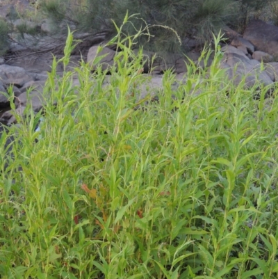 Persicaria hydropiper (Water Pepper) at Molonglo Valley, ACT - 18 Feb 2018 by michaelb