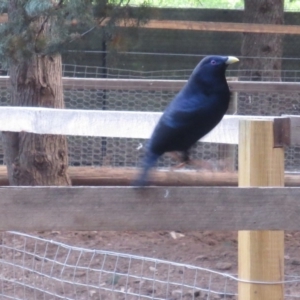 Ptilonorhynchus violaceus at Yarralumla, ACT - 30 Oct 2017