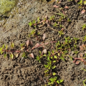 Ludwigia palustris at Molonglo River Reserve - 18 Feb 2018 06:08 PM