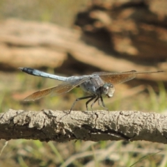 Orthetrum caledonicum (Blue Skimmer) at Molonglo River Reserve - 18 Feb 2018 by michaelb