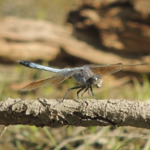 Orthetrum caledonicum at Molonglo River Reserve - 18 Feb 2018 06:13 PM