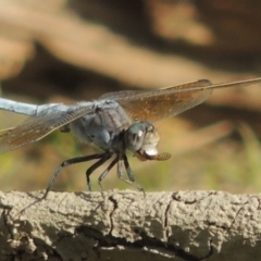 Orthetrum caledonicum at Molonglo River Reserve - 18 Feb 2018 06:13 PM