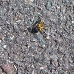 Vespula germanica (European wasp) at Queanbeyan, NSW - 3 Mar 2018 by natureguy