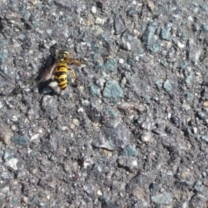 Vespula germanica at Queanbeyan, NSW - 4 Mar 2018