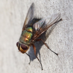 Rutilia (Microrutilia) sp. (genus & subgenus) (A Bristle fly) at Point 5816 - 26 Feb 2018 by David