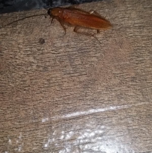 Escala sp. (genus) at Wamboin, NSW - 31 Jan 2018 08:03 AM