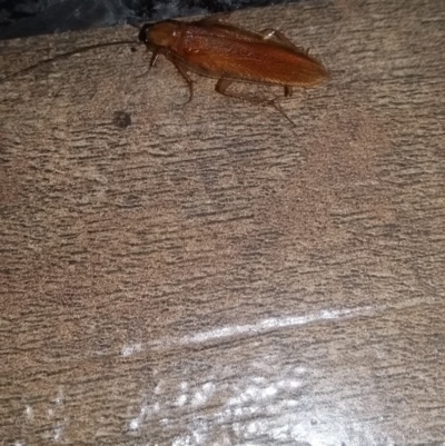 Escala sp. (genus) (Escala cockroach) at QPRC LGA - 30 Jan 2018 by natureguy