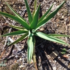 Yucca aloifolia (Spanish Bayonet) at Jerrabomberra Wetlands - 30 Jan 2018 by natureguy