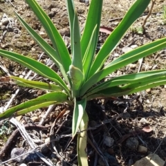 Yucca aloifolia at Fyshwick, ACT - 31 Jan 2018