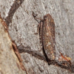 Putoniessa sp. (genus) (A leafhopper) at Black Mountain - 26 Feb 2018 by David