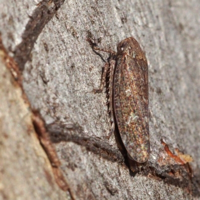 Putoniessa sp. (genus) (A leafhopper) at Point 5816 - 26 Feb 2018 by David