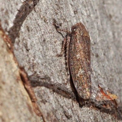 Putoniessa sp. (genus) (A leafhopper) at Black Mountain - 26 Feb 2018 by David