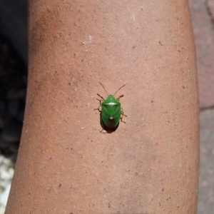 Ocirrhoe unimaculata at Wamboin, NSW - 15 Feb 2018 11:58 AM