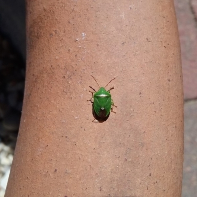 Ocirrhoe unimaculata (Green Stink Bug) at QPRC LGA - 15 Feb 2018 by natureguy