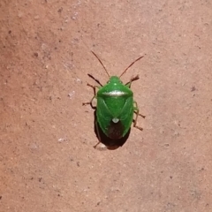 Ocirrhoe unimaculata at Wamboin, NSW - 15 Feb 2018