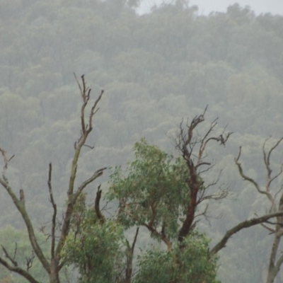 Aquila audax (Wedge-tailed Eagle) at Aranda Bushland - 25 Feb 2018 by KMcCue