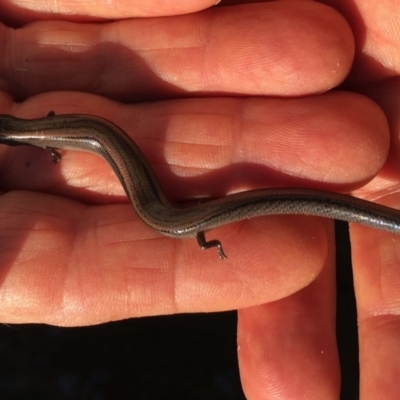 Hemiergis talbingoensis (Eastern Three-toed Earless Skink) at Belconnen, ACT - 4 Mar 2018 by KMcCue