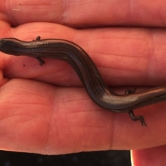 Hemiergis talbingoensis at Belconnen, ACT - 4 Mar 2018