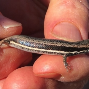 Morethia boulengeri at Belconnen, ACT - 4 Mar 2018 09:00 AM