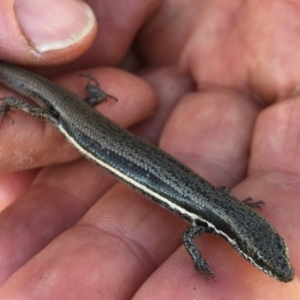 Morethia boulengeri at Belconnen, ACT - 4 Mar 2018 09:00 AM